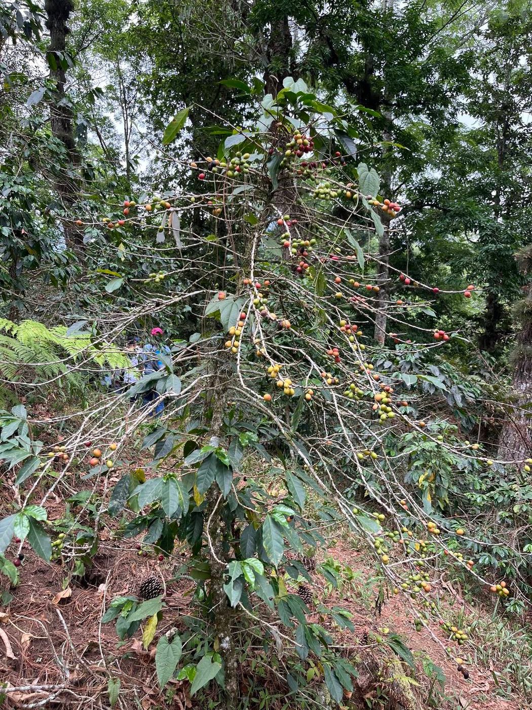 Arbusto de café cargado de cerezas en distintos grados de maduración, verde, amarillo y rojo, en la finca de Tierra Negra.